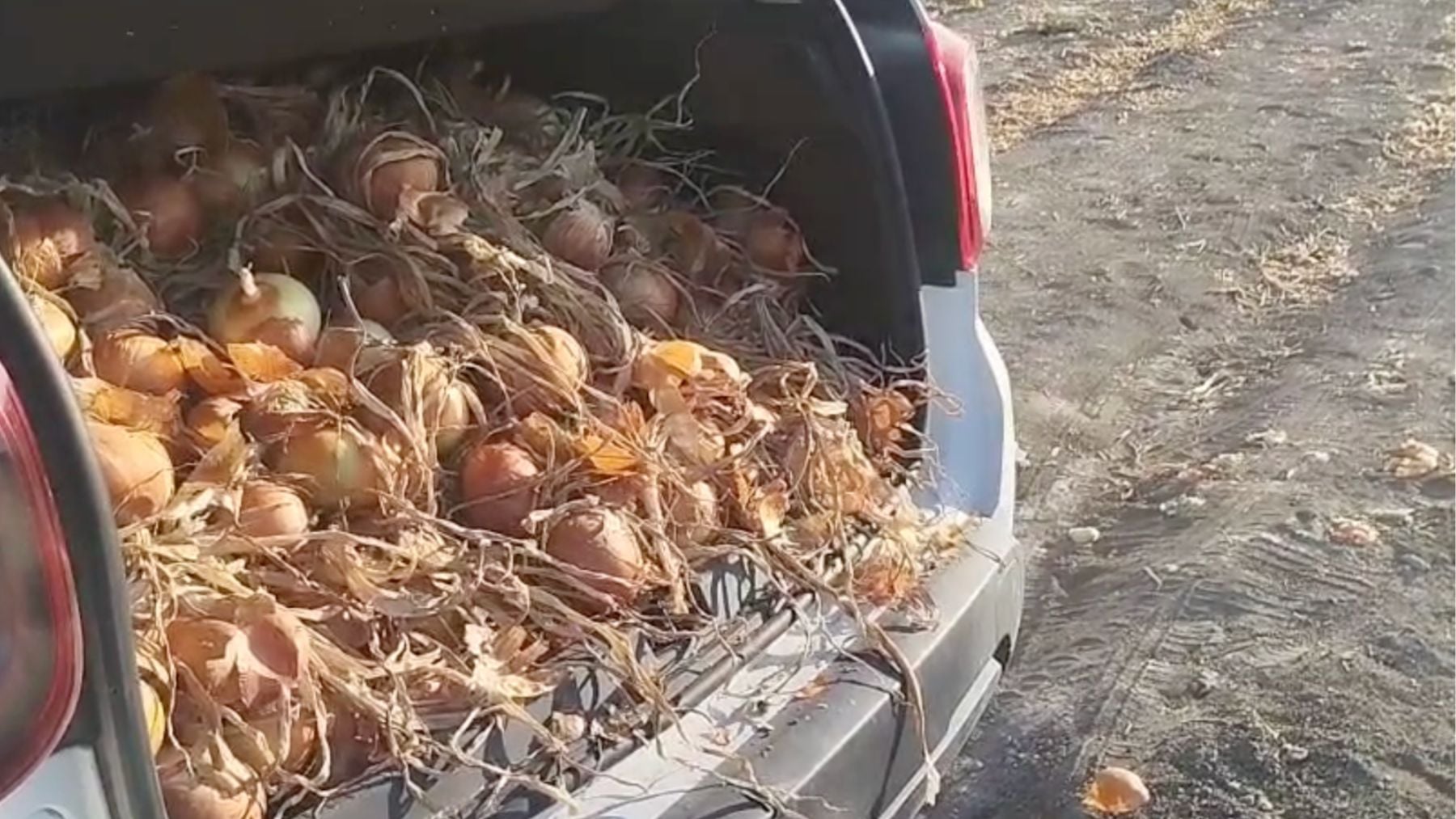 Cebollas, hortalizas, campo, agricultura