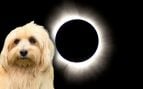 perro 12 agosto