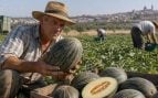 Melón azul de Madrid, agricultores madrileños recuperan melón azul, melón de Villaconejos.