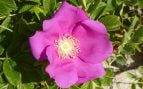 Planta, flora, curiosidades