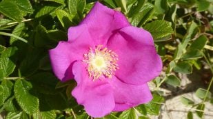 Planta, flora, curiosidades
