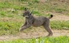 Suelta de lince en Andalucía. (Foto: Junta de Andalucía).