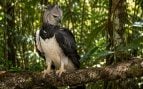 águila arpía, ave, animal