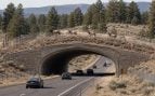 Cruce fauna en Arizona, cruces de animales, puentes para animales, fauna y carretera, accidentes en carretera por culpa de los animales, cruces de fauna en EE.UU.