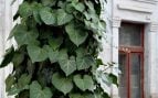 planta se adapta muy bien al interior