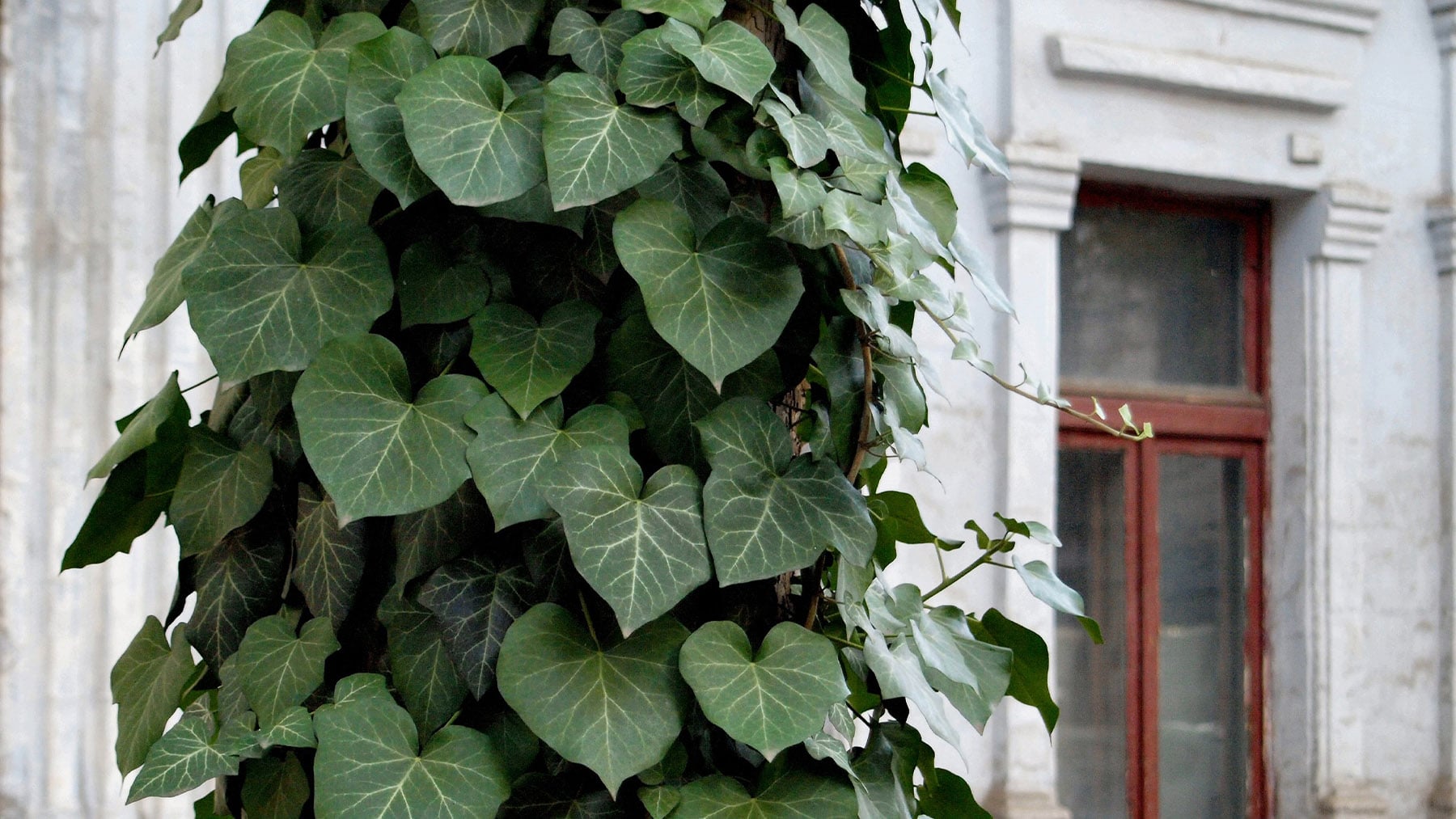Muchos la plantan fuera de casa, pero esta planta se adapta muy bien al interior, absorbe calor y purifica el ambiente de tu casa en verano