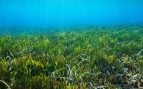 Posidonia Baleares