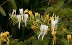 Planta, flora, curiosidades