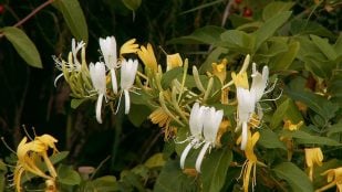 Planta, flora, curiosidades