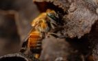 La abeja amazónica sin aguijón es el primer insecto con derechos reconocidos.