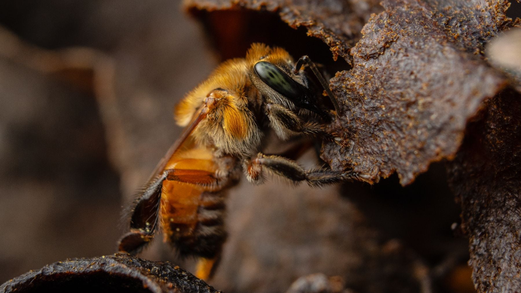 La abeja amazónica sin aguijón es el primer insecto con derechos reconocidos.