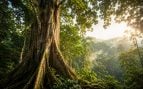Árboles, naturaleza, curiosidades