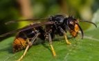 avispa asiática, insecto, animales