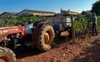 Las sucesivas olas de calor adelantan el inicio de la vendimia en Mallorca