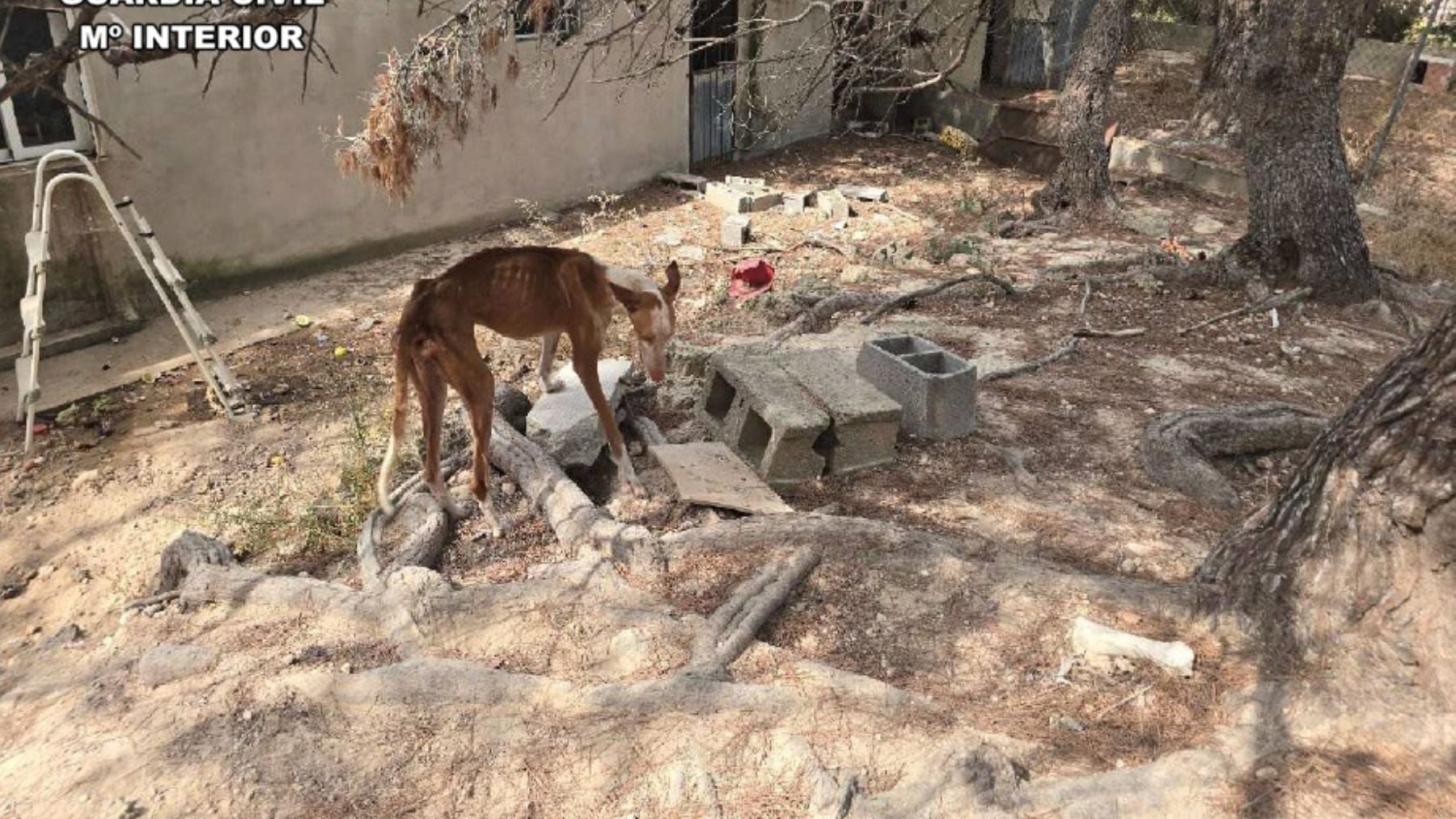 Horror en una finca de Ibiza: un perro muerto y otros cuatro al borde del colapso por un abandono extremo