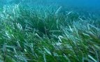 aguas de Valencia una pradera de posidonia