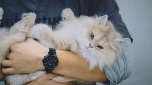 manuel manzano veterinario gatos