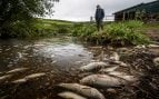 peces muertos por fertilizantes, agricultor inglés multado por contaminar río, agricultura contamina peces, Norman Osborne multa por agricultura.
