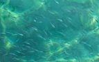 Pequeños peces alimentándose del plancton marino. Foto: Freepik