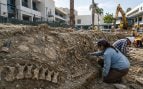 Yacimiento fósil en Los Ángeles, descubren fósiles marinos de la prehistoria en Estados Unidos, fósiles prehistóricos.