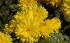 Planta, flor, naturaleza, curiosidades