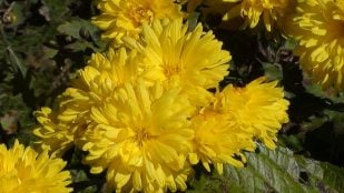 Planta, flor, naturaleza, curiosidades