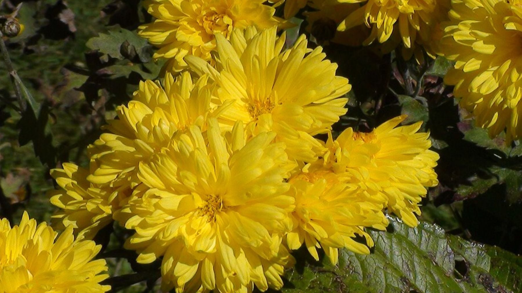 Adiós a los productos químicos: la planta con flores cuyas hojas son un fantástico repelente natural contra los mosquitos en verano