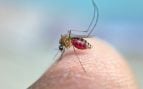 mosquito