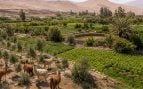 Llamas, Perú, cultivos, oasis, naturaleza