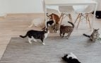 personas que cuidan mascotas en casa