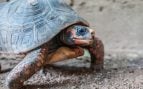 Tortuga morrocoy sabanero (Chelonoidis carbonarius) en la Isla de Margarita, Venezuela. Foto: Wilfredor, CC0, vía Wikimedia Commons