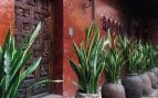 planta exterior