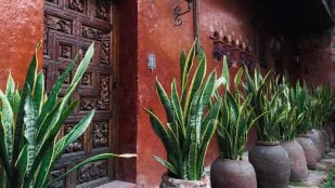 planta exterior