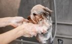 Perro, animales, mascotas