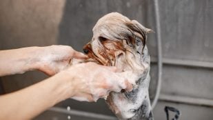 Perro, animales, mascotas
