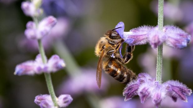 Abeja polinizando una flor.