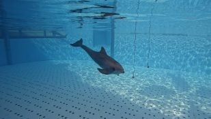 delfin estudio científico Loro Parque