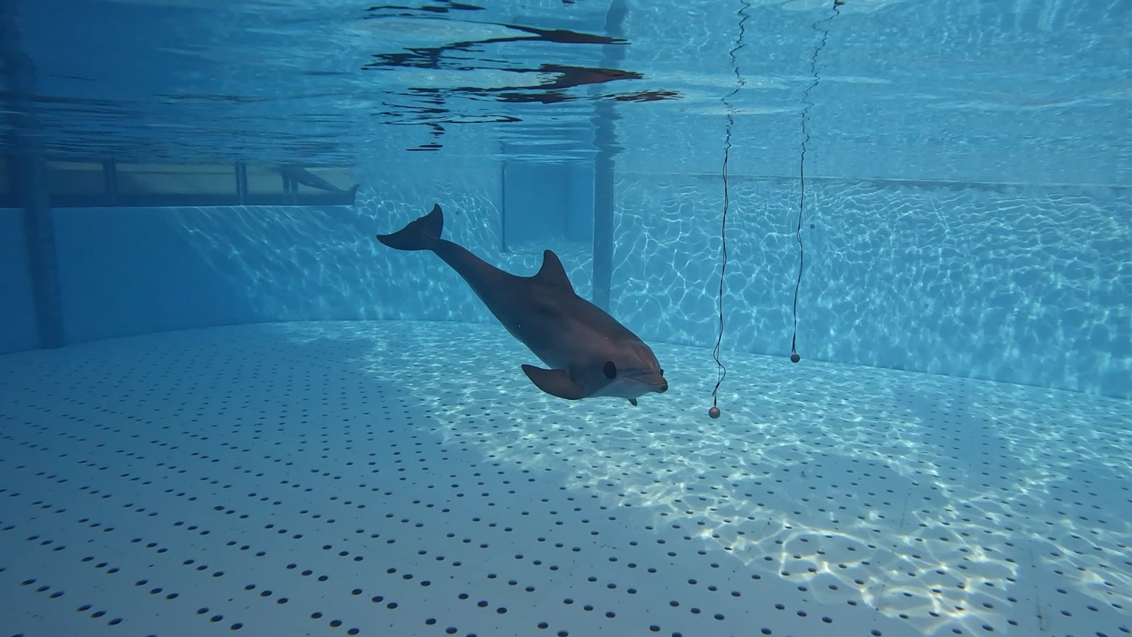 en las imágenes se puede ve cómo uno de los delfines de Loro Parque distingue los materiales en un entorno controlado. (Imágenes: Loro Parque).