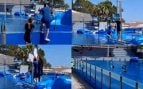 marineland mallorca animalistas protesta deflines