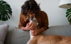 Perro, animales, mascotas