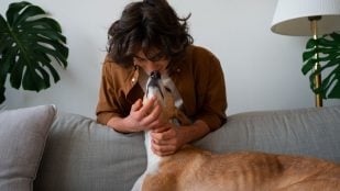Perro, animales, mascotas