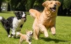 Esperanza de vida de los perros