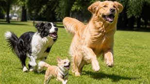Esperanza de vida de los perros