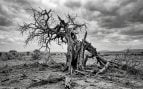Proverbio nigeriano del día: «Cuando las raíces de un árbol empiezan a descomponerse, la muerte se esparce hacia las ramas»