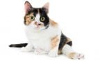 Gato tricolor. Foto: Magnific - Wirestock