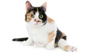 Gato tricolor. Foto: Magnific - Wirestock