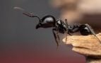 La hormiga, uno de los animales más interesantes dentro del grupo de los insectos.