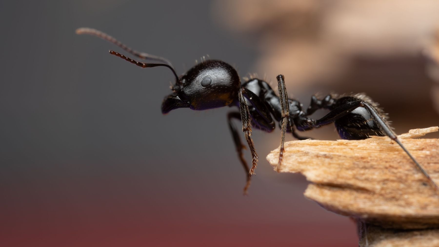 La hormiga, uno de los animales más interesantes dentro del grupo de los insectos.