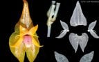 La especie de orquídea fue descrita por los investigadores Luis Valenzuela Gamarra, del Missouri Botanical Garden, Perú, y Luis Ocupa-Horna, del Herbario Pedro Ruiz Gallo de la Universidad Nacional Pedro Ruiz Gallo. Foto: Estado Peruano