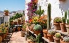 planta exterior para sembrar durante el verano